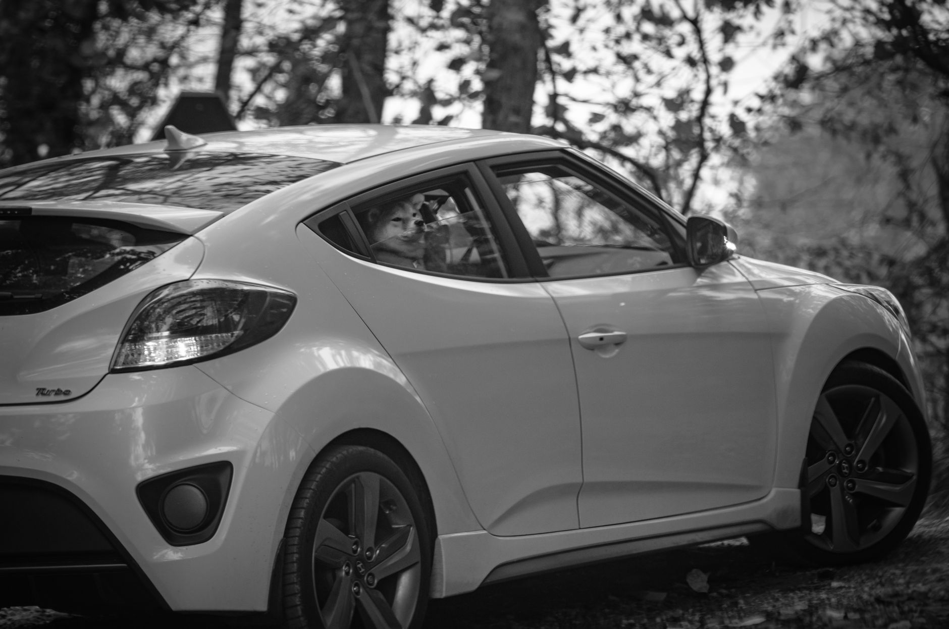 A black and white photo of a parked car with a dog peering out the window in a wooded area.
