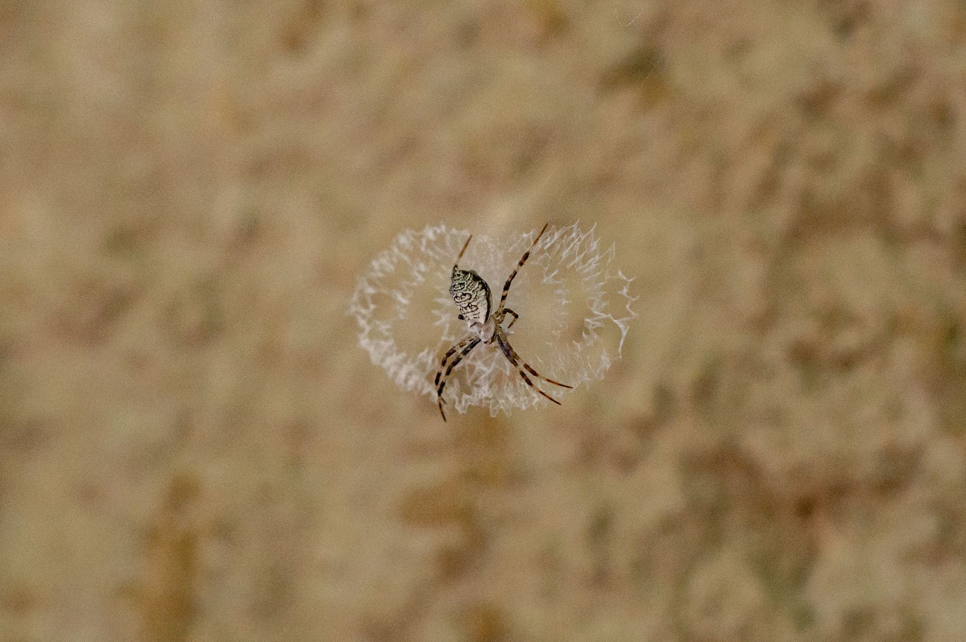 A detailed view of a spider centered in its delicate, intricate web against a blurred background.