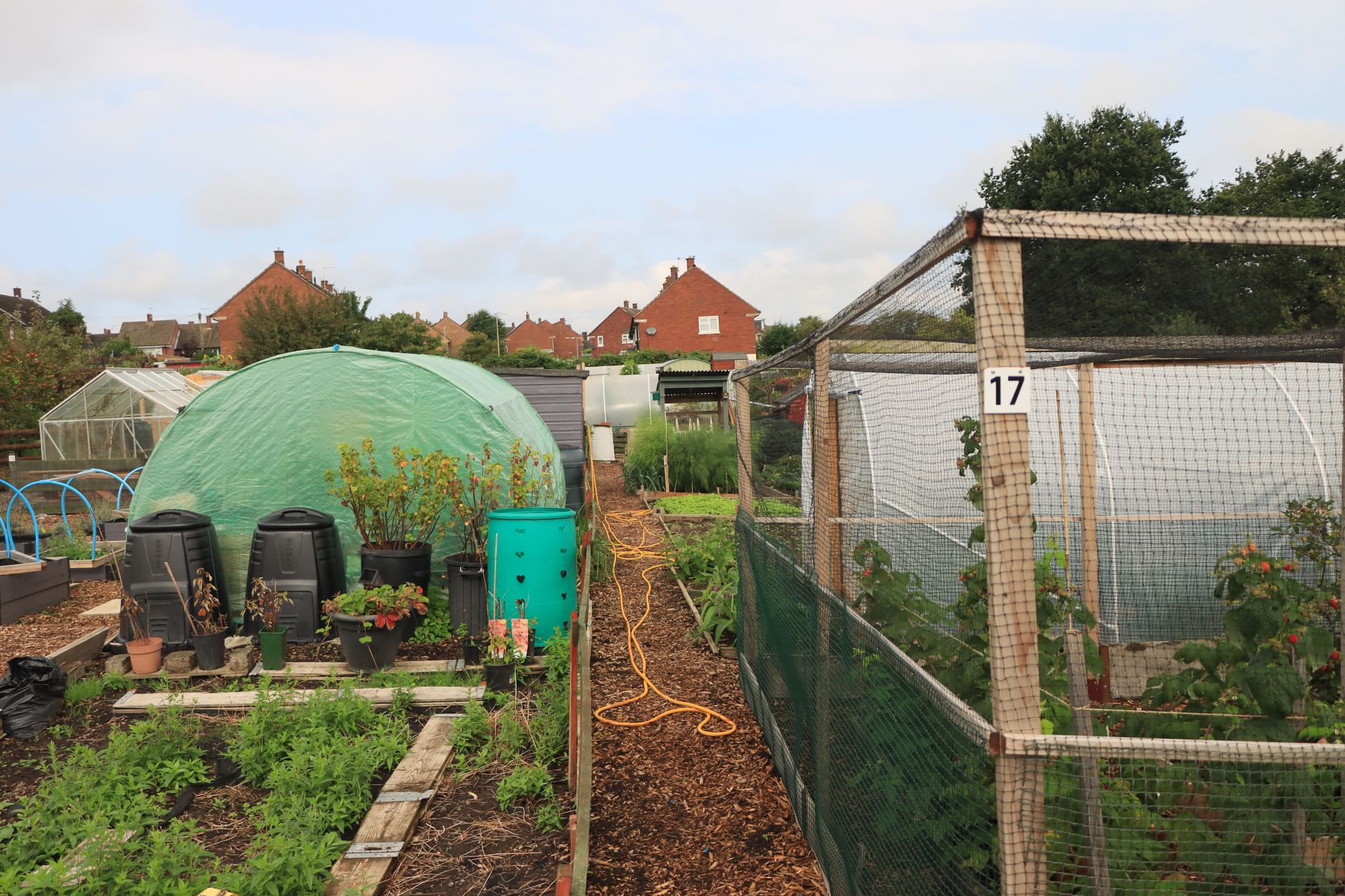 Lush allotment gardens with greenhouses and residential backdrop in England, showcasing urban agriculture.