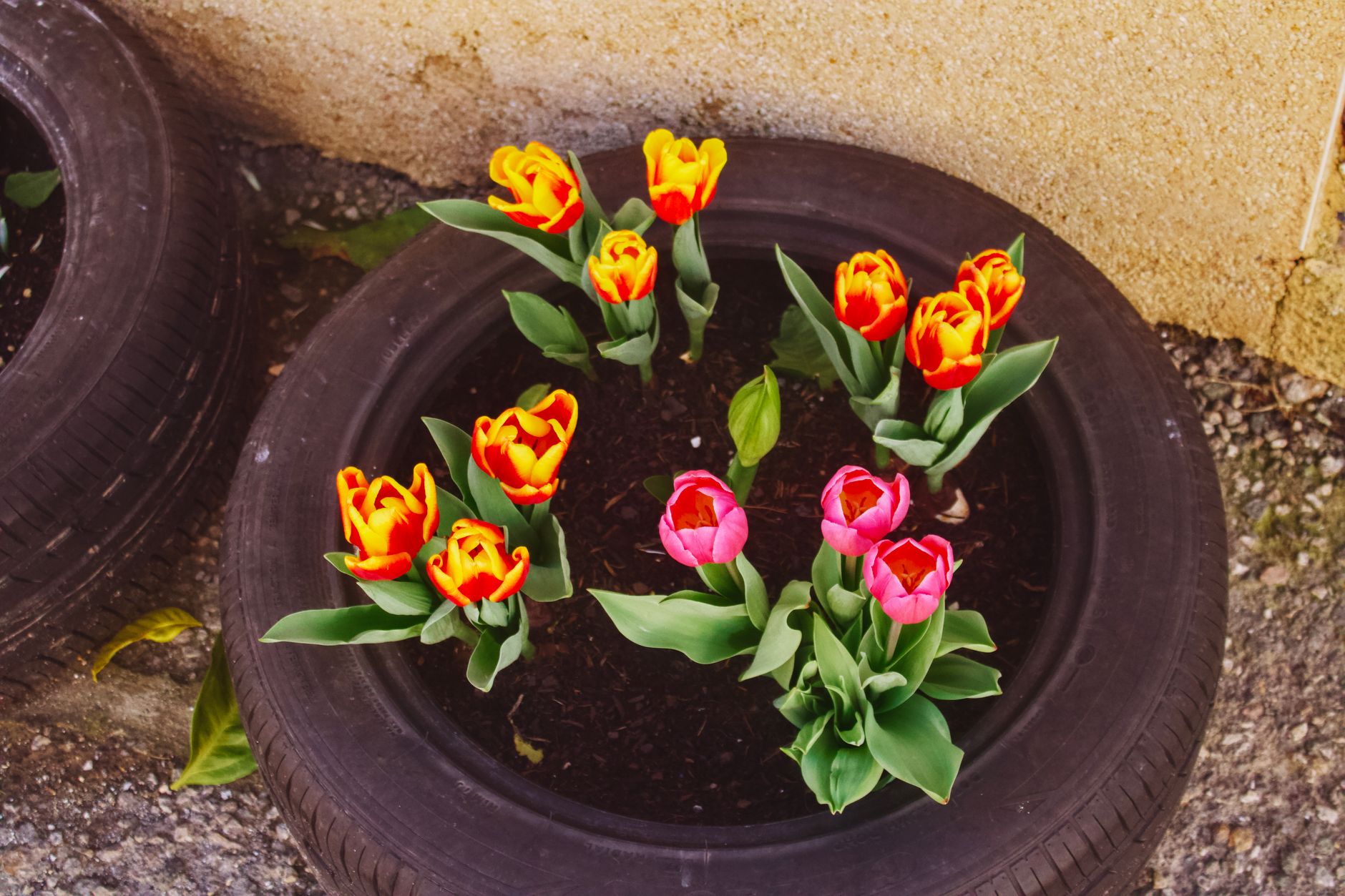 Vibrant tulips grow beautifully in a recycled tire planter in a Spanish garden.