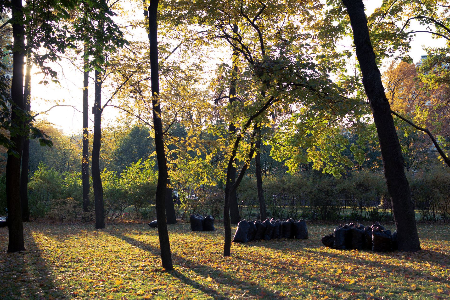 A peaceful park with autumn leaves and garbage bags collected, conveying an environmental theme.