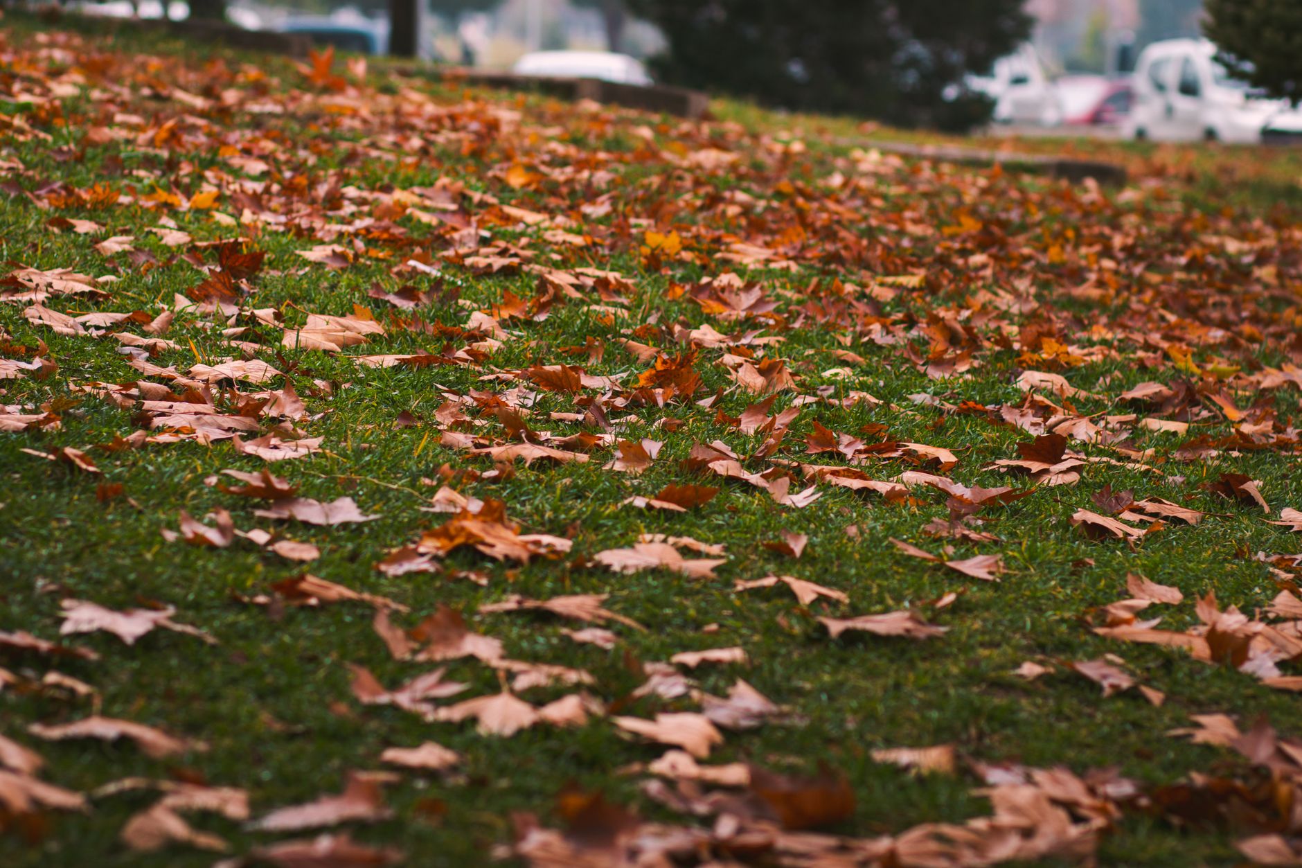 A serene fall scene with brown leaves covering green grass in an urban park setting.